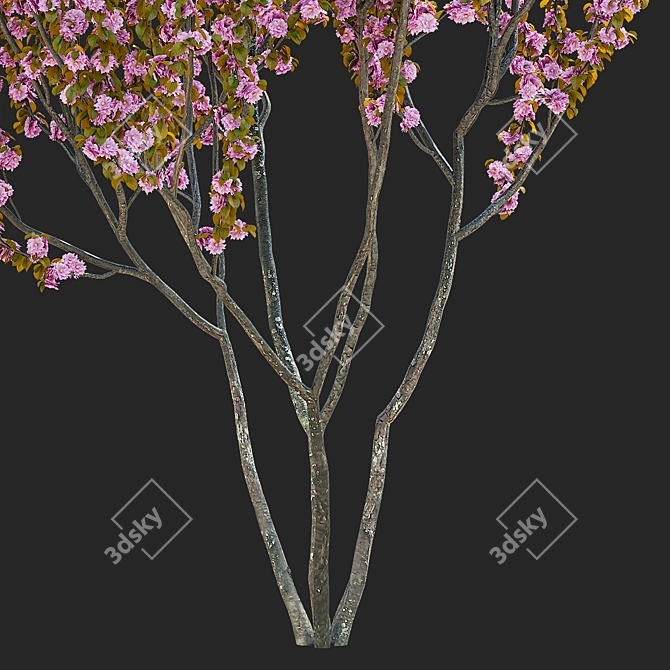 Kanzan Cherry Blossom Multi-Stem 3D model image 5