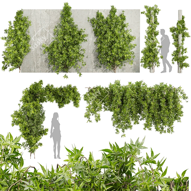 Creeping Ivy Collection Plant Vol562 3D model image 1