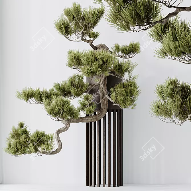 Evergreen Bonsai Pinus Pentaphylla Thunbergii 3D model image 2