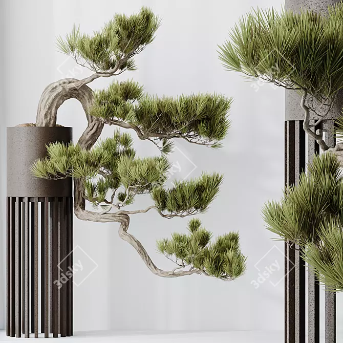 Evergreen Bonsai Pinus Pentaphylla Thunbergii 3D model image 4