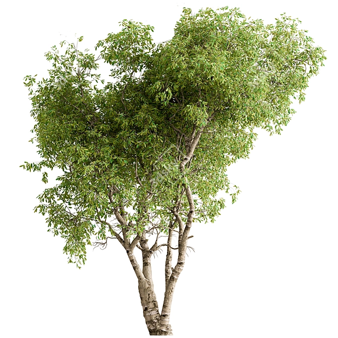 297 Piece Broadleaf Tree Set 3D model image 1