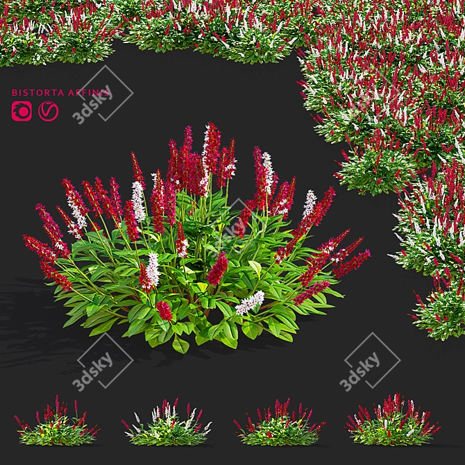  Mountain Kinship Flowers | Bistorta affinis 3D model image 1