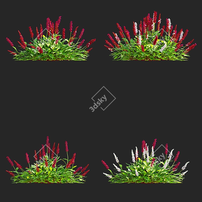  Mountain Kinship Flowers | Bistorta affinis 3D model image 3