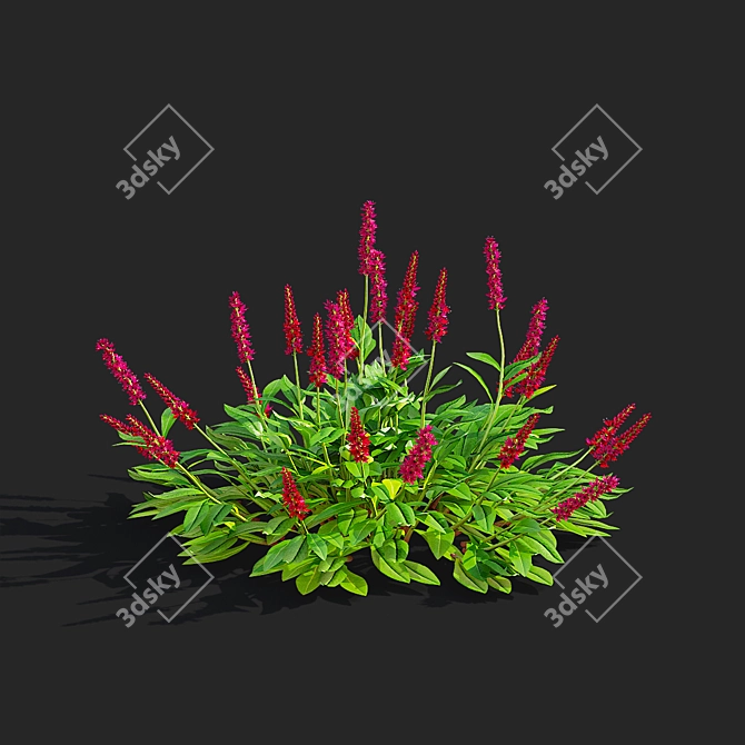  Mountain Kinship Flowers | Bistorta affinis 3D model image 4