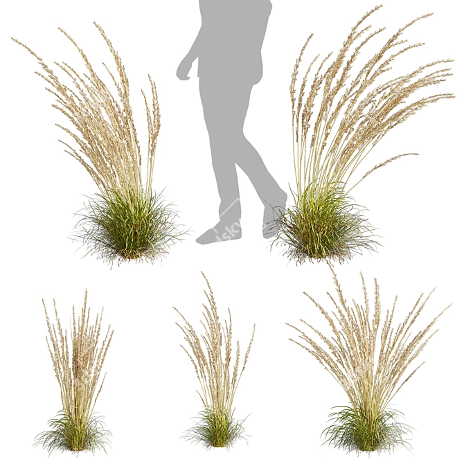 Quality Calamagrostis Karl Foerster Plant 3D model image 5