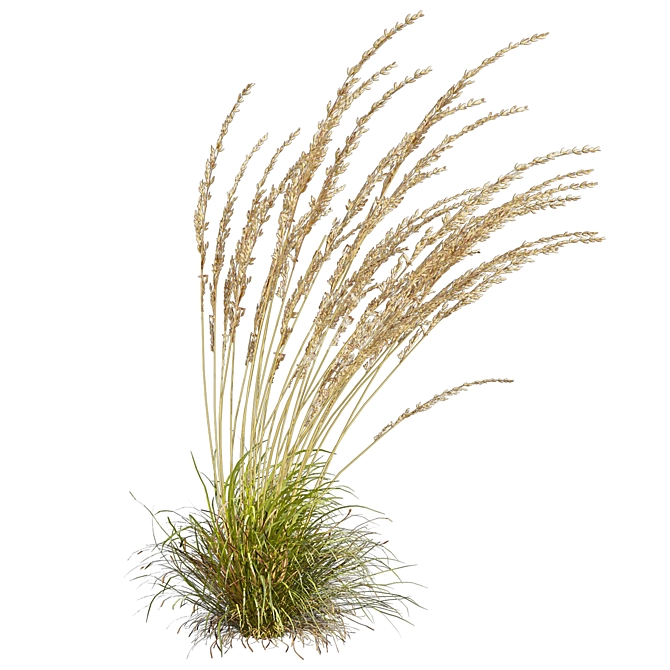 Quality Calamagrostis Karl Foerster Plant 3D model image 6