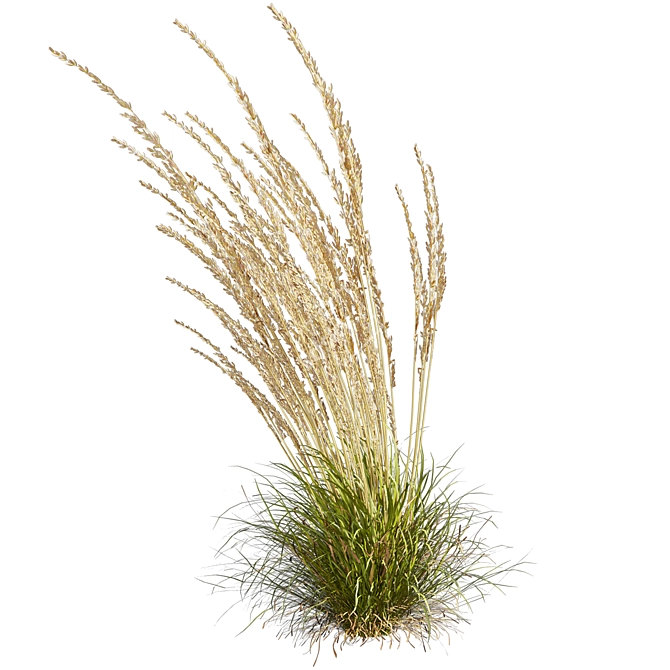 Quality Calamagrostis Karl Foerster Plant 3D model image 7