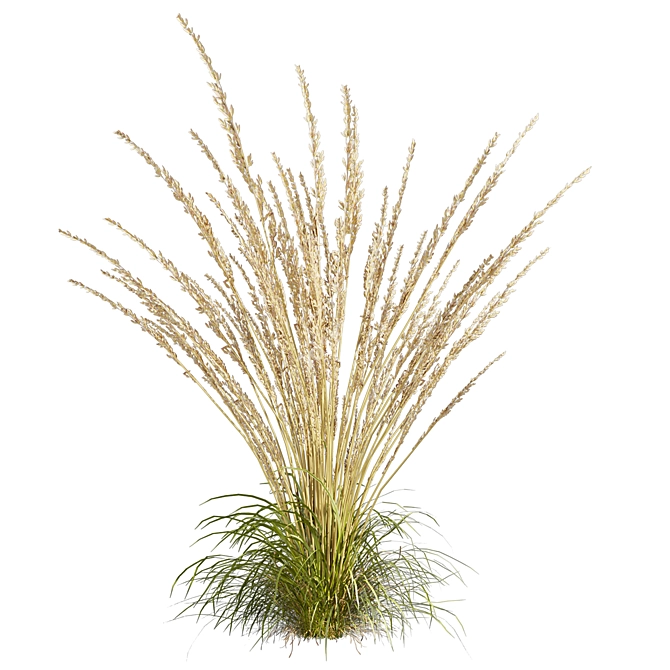 Quality Calamagrostis Karl Foerster Plant 3D model image 1