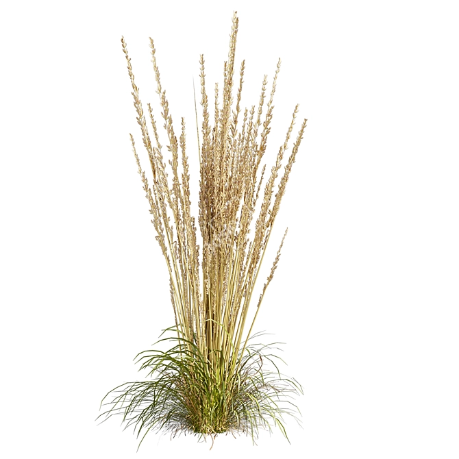 Quality Calamagrostis Karl Foerster Plant 3D model image 3