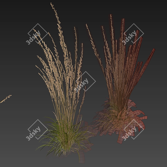 Quality Calamagrostis Karl Foerster Plant 3D model image 4