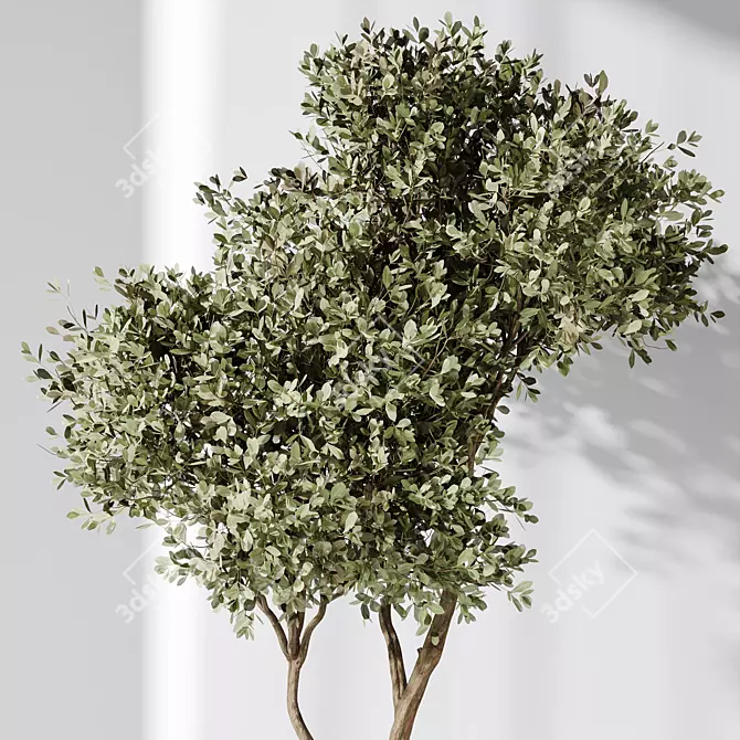 10 Indoor Plant Set Diversity 3D model image 4