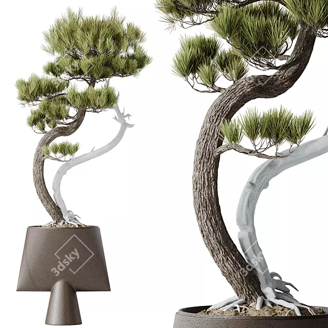 Five-Needle Pine Bonsai 3D Model 3D model image 1