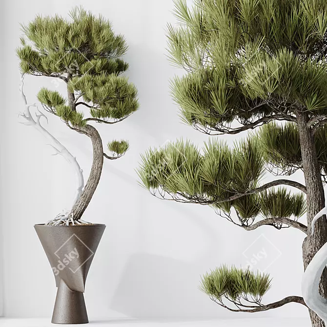 Five-Needle Pine Bonsai 3D Model 3D model image 2