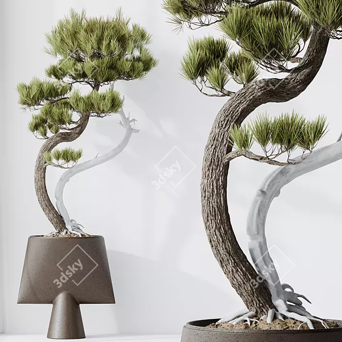 Five-Needle Pine Bonsai 3D Model 3D model image 3