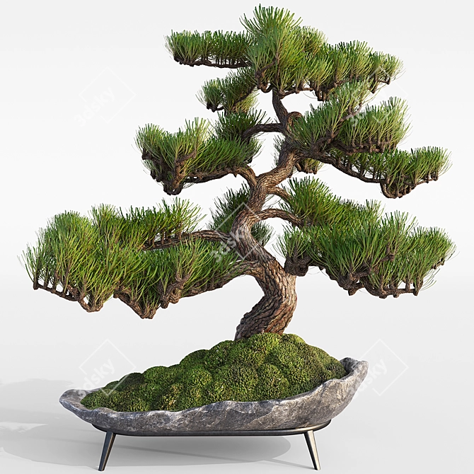 Pine Bonsai with Stone Pot 3D model image 1