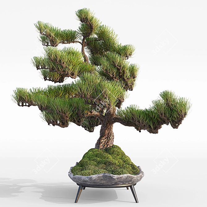 Pine Bonsai with Stone Pot 3D model image 2