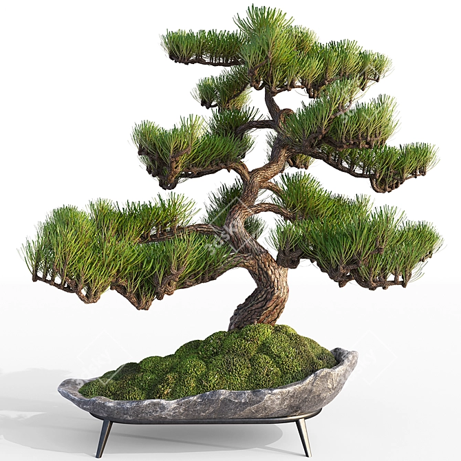 Pine Bonsai with Stone Pot 3D model image 5