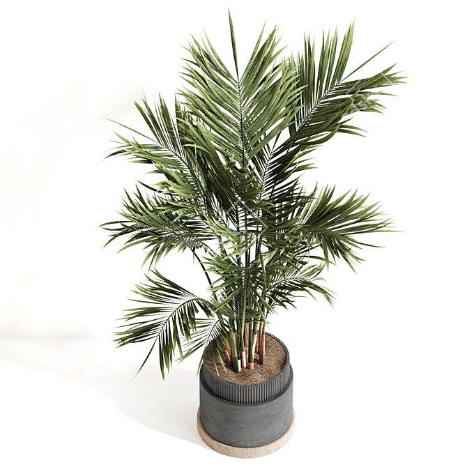 Modern Indoor Plant Set 061 3D model image 3