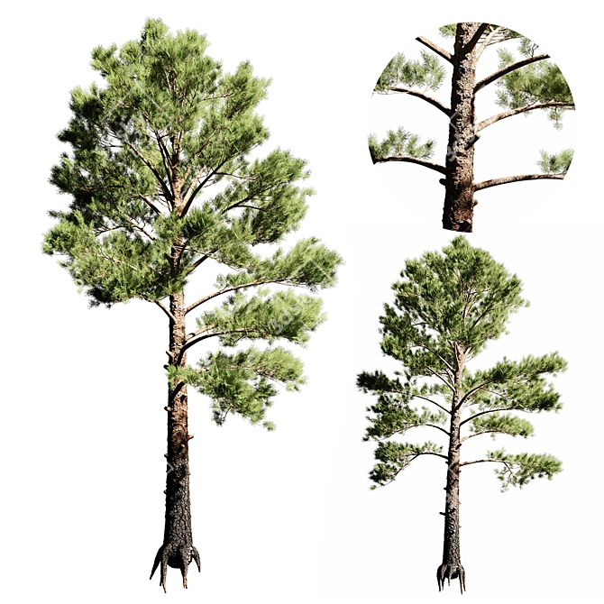 Tall Pine Tree Model 3D 3D model image 1