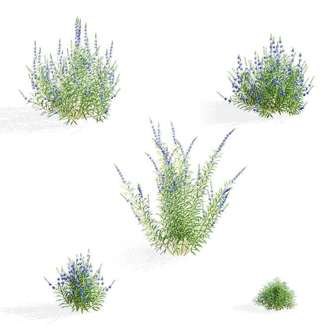 Salvia Azurea Flower Collection 3D model image 2