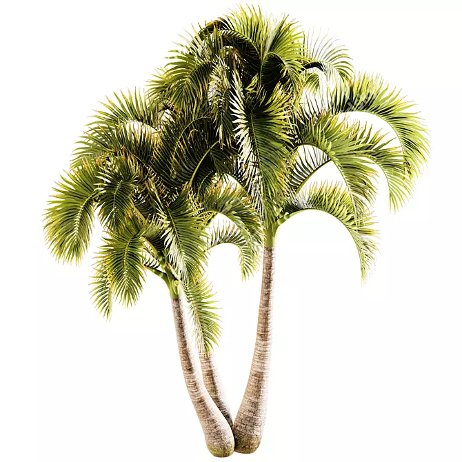 Exotic Adonidia Palm Tree Model 3D model image 2