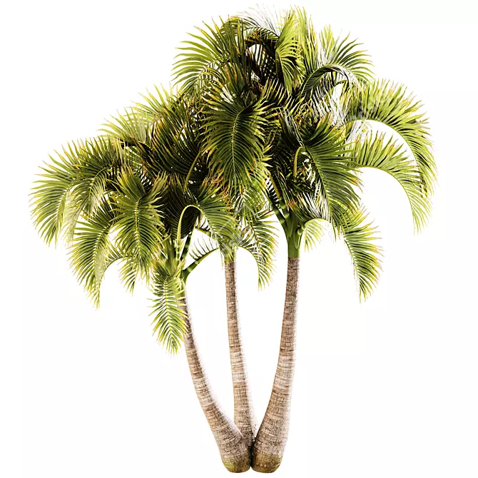 Exotic Adonidia Palm Tree Model 3D model image 3