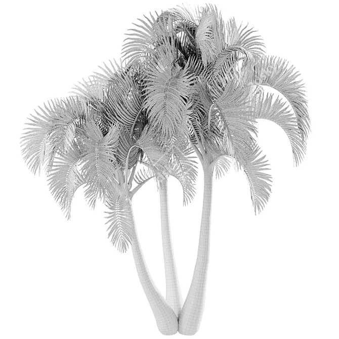 Exotic Adonidia Palm Tree Model 3D model image 4