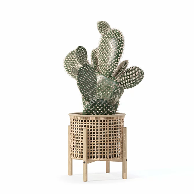 Succulent Opuntia Microdasys Plant Model 3D model image 2