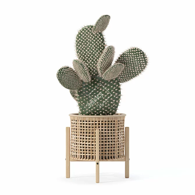 Succulent Opuntia Microdasys Plant Model 3D model image 4