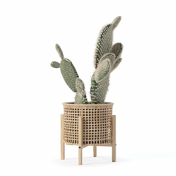 Succulent Opuntia Microdasys Plant Model 3D model image 7