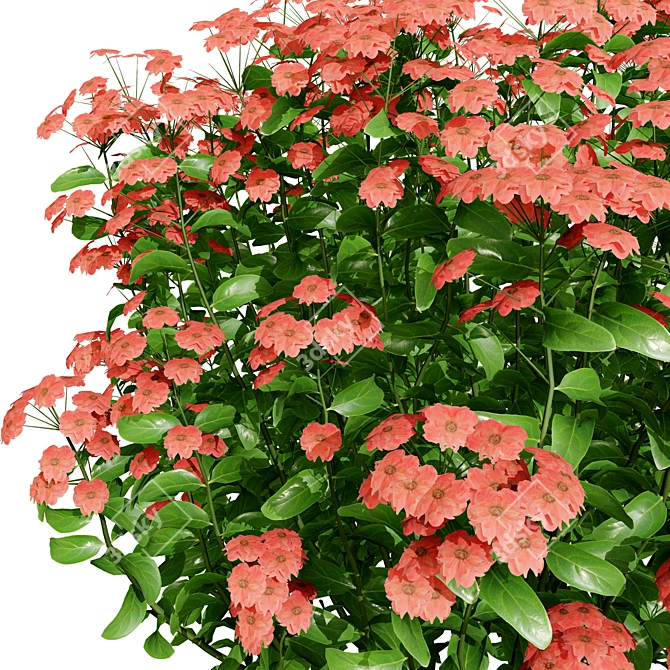 Goldmound Spiraea 3D Foliage Model 3D model image 2