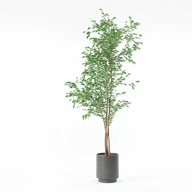 Ficus Benjamina 3D Plant Model 3D model image 2