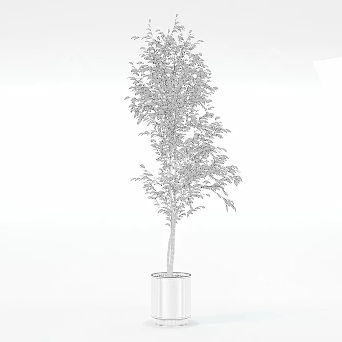 Ficus Benjamina 3D Plant Model 3D model image 4