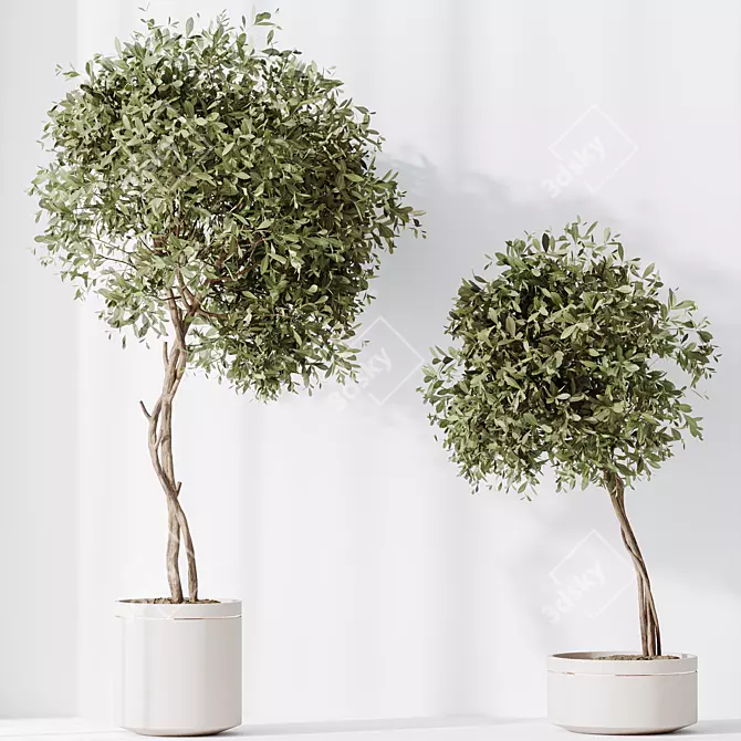 Modern Indoor Plant Variety Set 3D model image 4