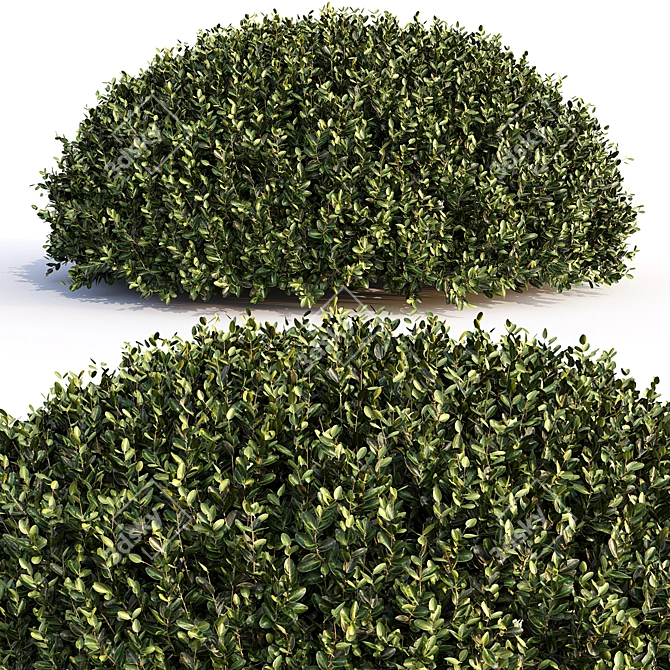 Landscaping Bushes Pack - 3D Models 3D model image 4