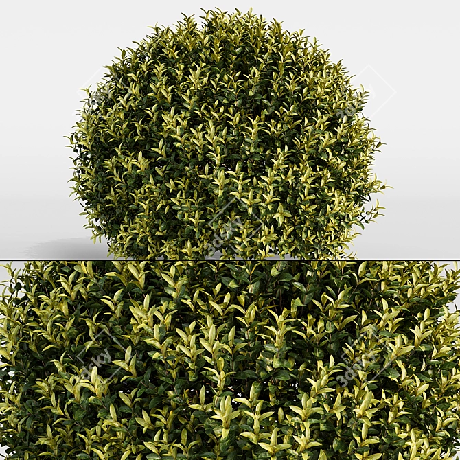 Landscaping Bushes Pack - 3D Models 3D model image 5