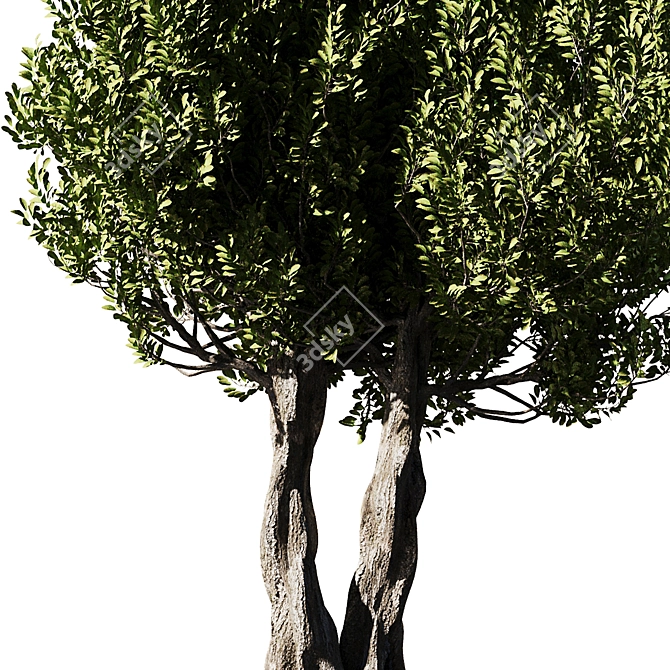 Olive Tree Set14: Detailed 3D Model 3D model image 2