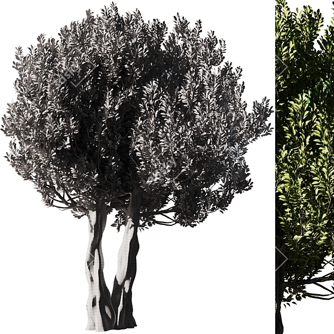 Olive Tree Set14: Detailed 3D Model 3D model image 3