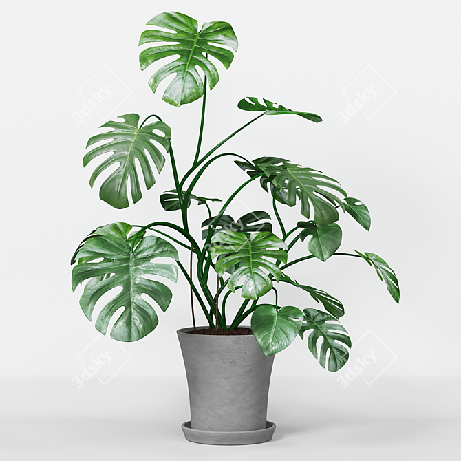 Monster Decorative Plant in Concrete Pot 3D model image 3