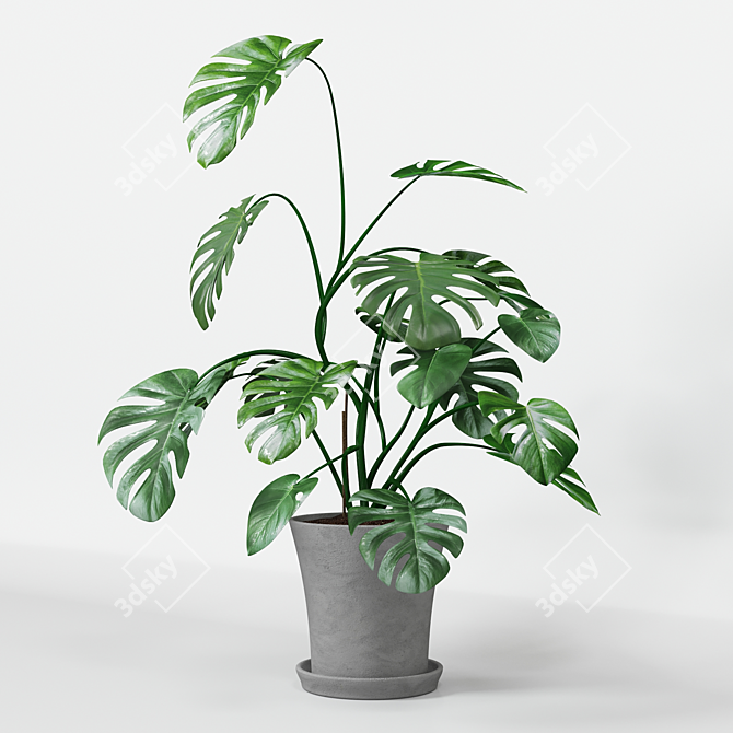 Monster Decorative Plant in Concrete Pot 3D model image 4