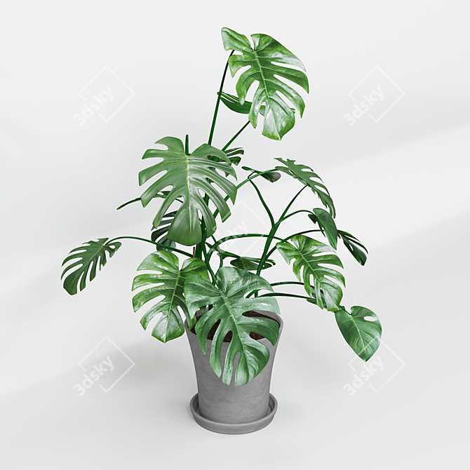 Monster Decorative Plant in Concrete Pot 3D model image 5