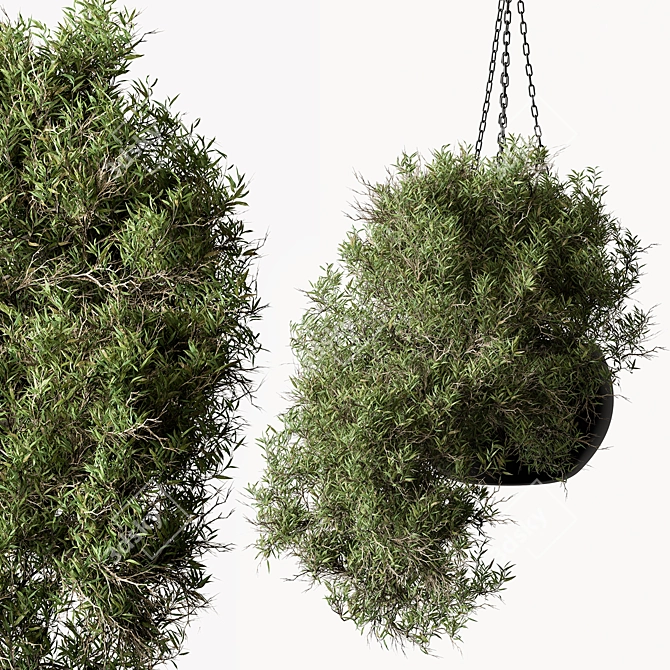 Lush Hanging Indoor Plant 3D model image 2