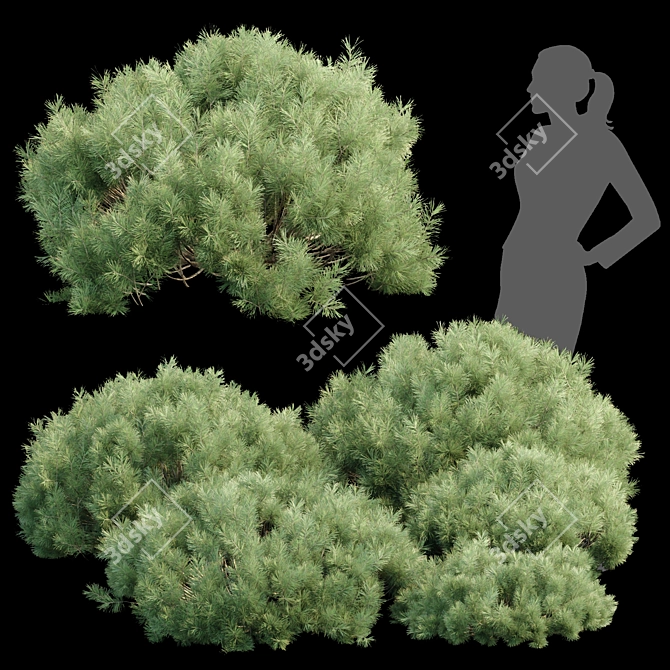  Pine Bushes Vol. 255 Bundle 3D model image 1