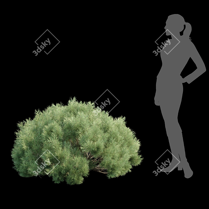  Pine Bushes Vol. 255 Bundle 3D model image 3