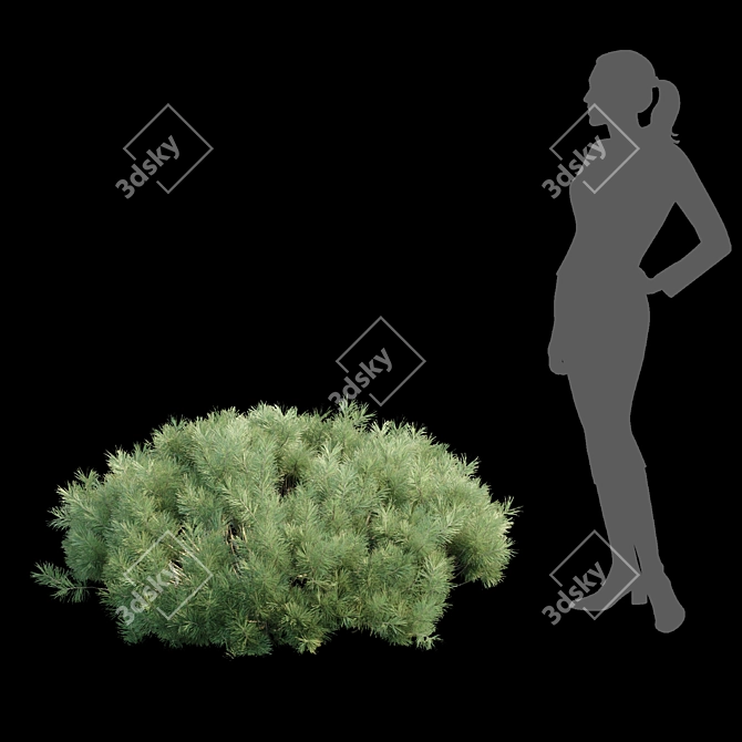  Pine Bushes Vol. 255 Bundle 3D model image 4