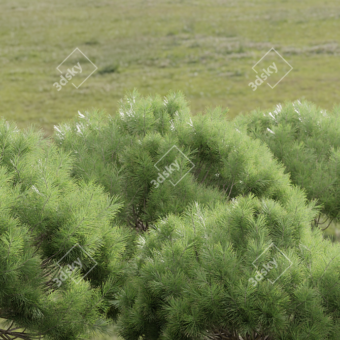  Pine Bushes Vol. 255 Bundle 3D model image 6