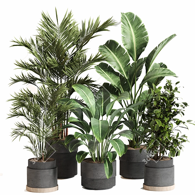  Indoor Plant Set 065: V-Ray & Corona Render, High Quality 3D model image 1