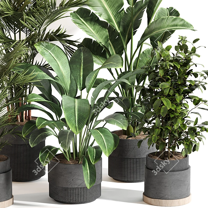  Indoor Plant Set 065: V-Ray & Corona Render, High Quality 3D model image 2