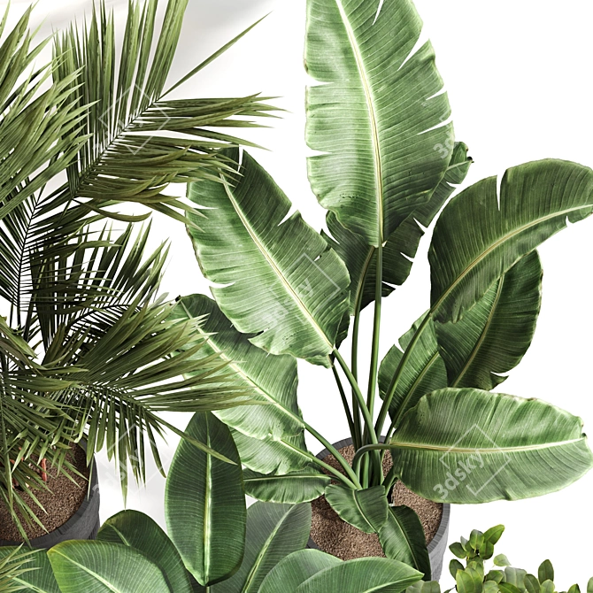  Indoor Plant Set 065: V-Ray & Corona Render, High Quality 3D model image 4