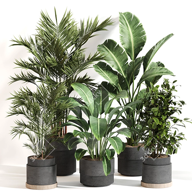  Indoor Plant Set 065: V-Ray & Corona Render, High Quality 3D model image 6